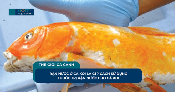 Rận Nước Ở Cá Koi Là Gì ? Cách Sử Dụng Thuốc Trị Rận Nước Cho Cá Koi