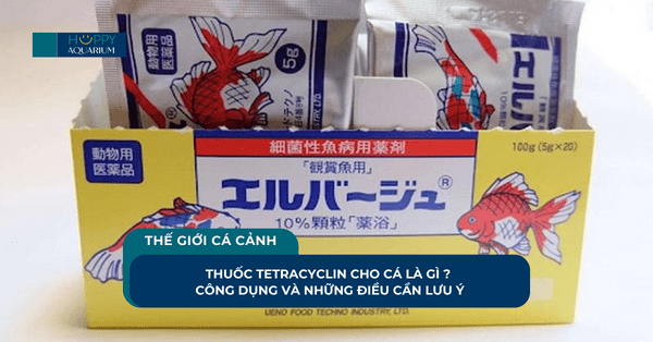 Thuốc Tetracyclin Cho Cá Là Gì ? Công Dụng Và Những Điều Cần Lưu Ý