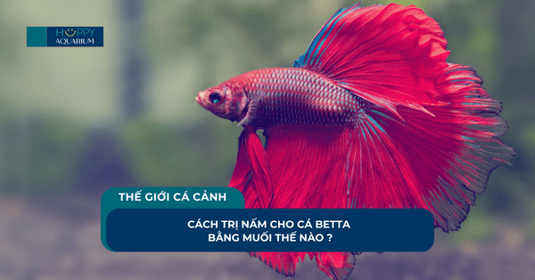 Cách Trị Nấm Cho Cá Betta Bằng Muối Thế Nào ?