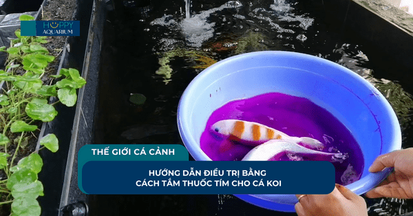 Hướng Dẫn Điều Trị Bằng Cách Tắm Thuốc Tím Cho Cá Koi