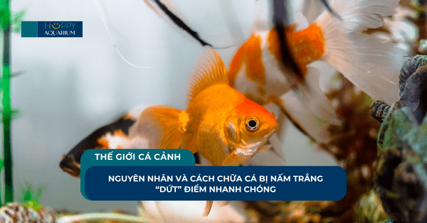 Nguyên Nhân Và Cách Chữa Cá Bị Nấm Trắng “Dứt” Điểm Nhanh Chóng