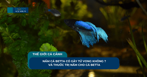 Nấm Cá Betta Có Gây Tử Vong Không ? Và Thuốc Trị Nấm Cho Cá Betta