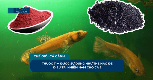 Thuốc Tím Được Sử Dụng Như Thế Nào Để Điều Trị Nhiễm Nấm Cho Cá ?