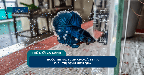 Thuốc Tetracyclin Cho Cá Betta: Điều Trị Bệnh Hiệu Quả