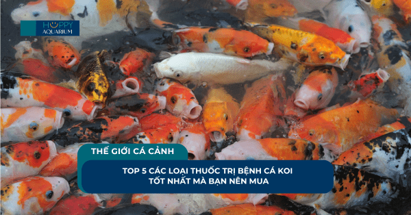 Top 5 Các Loại Thuốc Trị Bệnh Cá Koi Tốt Nhất Mà Bạn Nên Mua