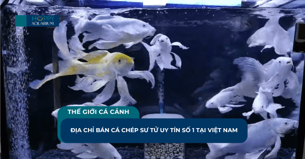 Địa Chỉ Bán Cá Chép Sư Tử Uy Tín Số 1 Tại Việt Nam