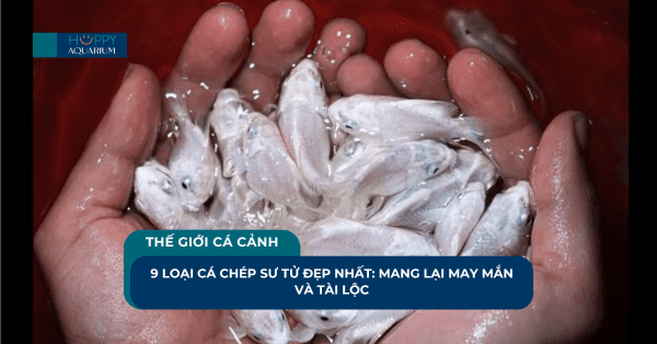 9 Loại Cá Chép Sư Tử Đẹp Nhất: Mang Lại May Mắn Và Tài Lộc