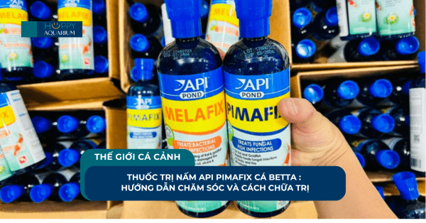 Thuốc Trị Nấm API Pimafix Cá Betta : Hướng Dẫn Chăm Sóc Và Cách Chữa Trị