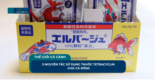 3 Nguyên Tắc Sử Dụng Thuốc Tetracyclin Cho Cá Rồng