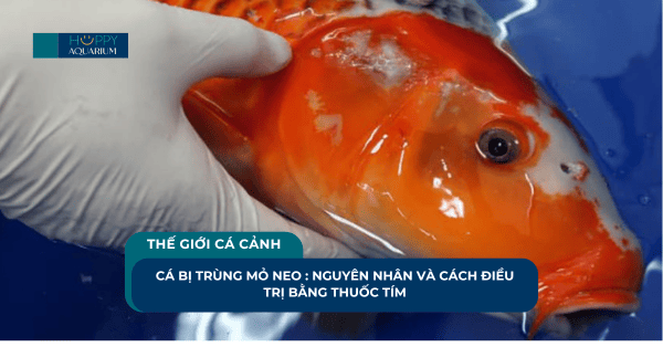 Cá Bị Trùng Mỏ Neo : Nguyên Nhân Và Cách Điều Trị Bằng Thuốc Tím