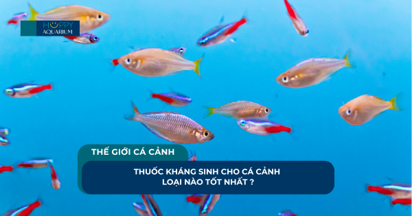 Thuốc Kháng Sinh Cho Cá Cảnh Loại Nào Tốt Nhất ?