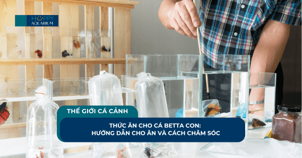 Thức Ăn Cho Cá Betta Con: Hướng Dẫn Cho Ăn Và Cách Chăm Sóc