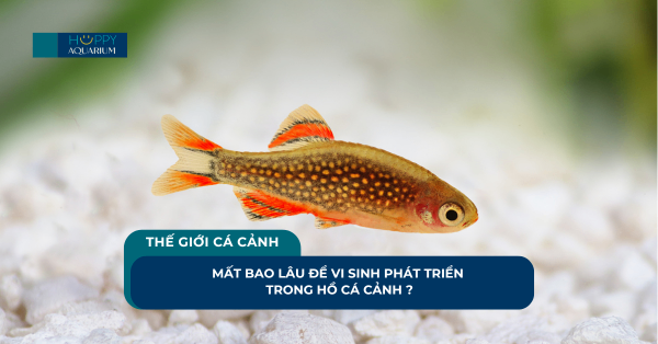 Mất Bao Lâu Để Vi Sinh Phát Triển Trong Hồ Cá Cảnh ?