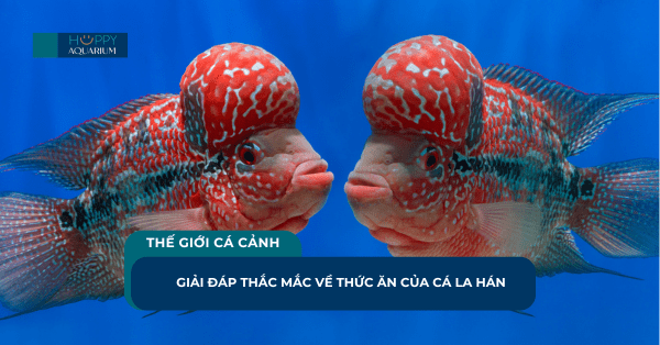 Giải Đáp Thắc Mắc Về Thức Ăn Của Cá La Hán