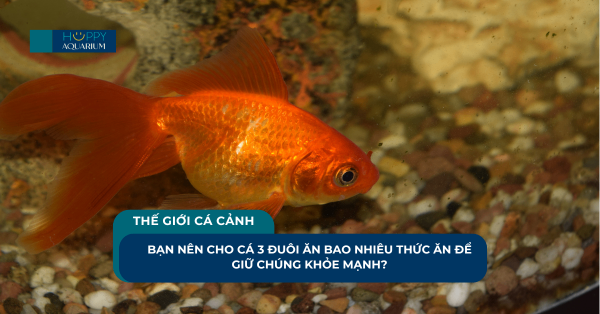 Bạn Nên Cho Cá 3 Đuôi Ăn Bao Nhiêu Thức Ăn Để Giữ Chúng Khỏe Mạnh?