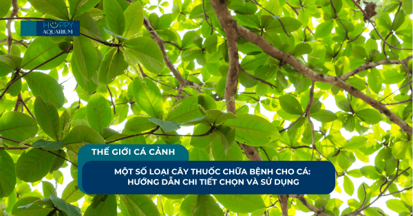 Một Số Loại Cây Thuốc Chữa Bệnh Cho Cá: Hướng Dẫn Chi Tiết Chọn Và Sử Dụng