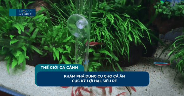 Khám Phá Dụng Cụ Cho Cá Ăn Cực Kỳ Lợi Hại, Siêu Rẻ