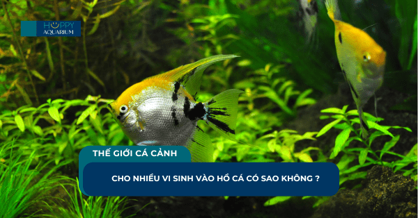 Cho Nhiều Vi Sinh Vào Hồ Cá Có Sao Không ?