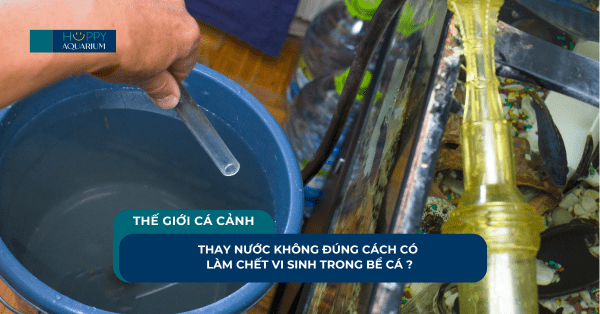 Thay Nước Không Đúng Cách Có Làm Chết Vi Sinh Trong Bể Cá ?