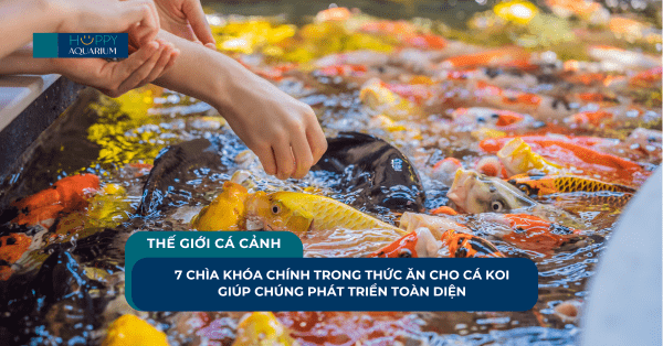 7 Chìa Khóa Chính Trong Thức Ăn Cho Cá Koi Giúp Chúng Phát Triển Toàn Diện