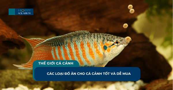 Các Loại Đồ Ăn Cho Cá Cảnh Tốt Và Dễ Mua