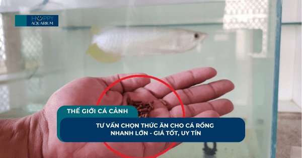 Tư Vấn Chọn Thức Ăn Cho Cá Rồng Nhanh Lớn - Giá Tốt, Uy Tín