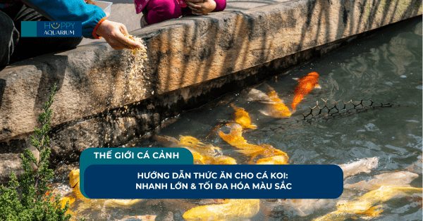 Hướng Dẫn Thức Ăn Cho Cá Koi: Nhanh Lớn Và Lên Màu Đẹp