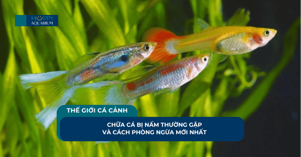 Chữa Cá Bị Nấm Thường Gặp Và Cách Phòng Ngừa Mới Nhất