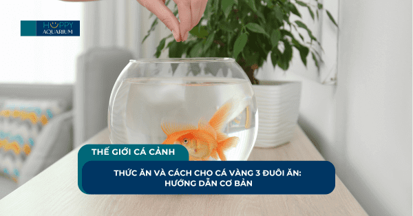 Thức Ăn Và Cách Cho Cá Vàng 3 Đuôi Ăn: Hướng Dẫn Cơ Bản