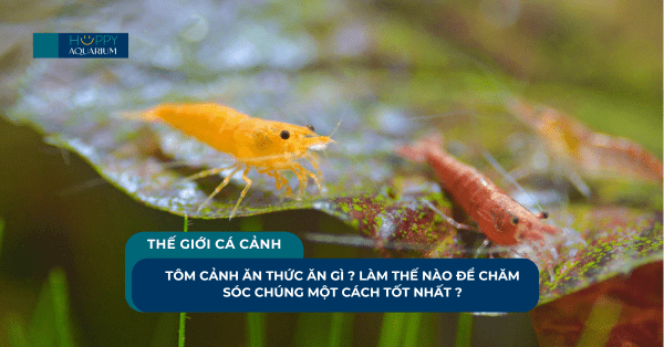 Tôm Cảnh Ăn Thức Ăn Gì ? Làm Thế Nào Để Chăm Sóc Chúng Một Cách Tốt Nhất ?