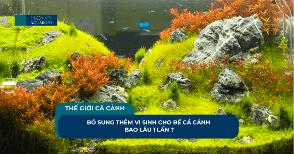 Bổ Sung Thêm Vi Sinh Cho Bể Cá Cảnh Bao Lâu 1 Lần ?