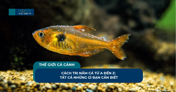 Cách Trị Nấm Cá Từ A đến Z: Tất Cả Những Gì Bạn Cần Biết