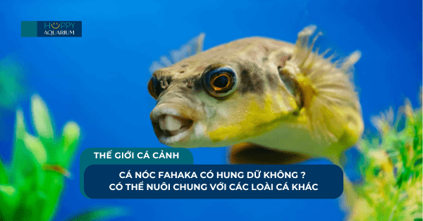 Cá Nóc Fahaka Có Hung Dữ Không ? Có Thể Nuôi Chung Với Các Loài Cá Khác