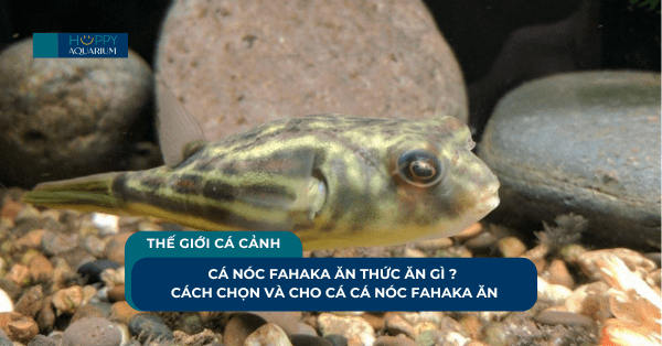 Cá Nóc Fahaka Ăn Thức Ăn Gì ? Cách Chọn Và Cho Cá Nóc Fahaka Ăn