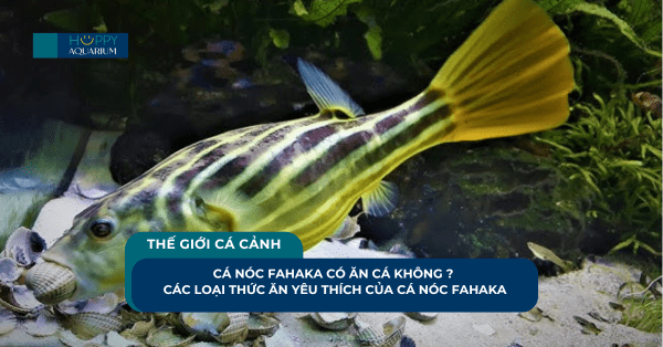 Cá Nóc Fahaka Có Ăn Cá Không ? Các Loại Thức Ăn Yêu Thích Của Cá Nóc Fahaka