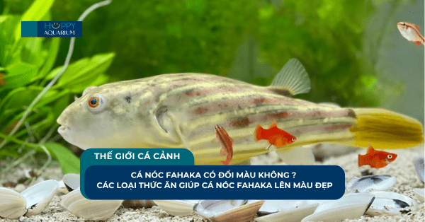 Cá Nóc Fahaka Có Đổi Màu Không ? Các Loại Thức Ăn Giúp Cá Nóc Fahaka Lên Màu Đẹp