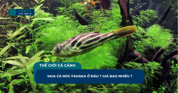 Mua Cá Nóc Fahaka Ở Đâu ? Giá Bao Nhiêu ?