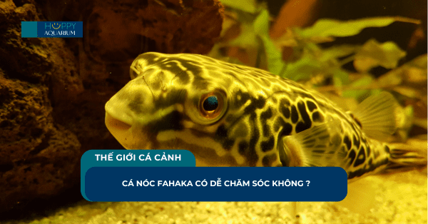 Cá Nóc Fahaka Có Dễ Chăm Sóc Không ?