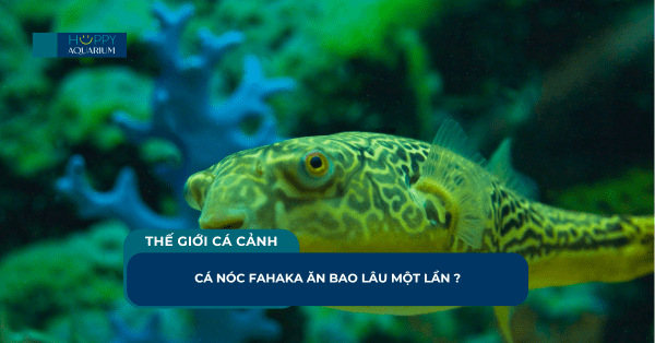 Cá Nóc Fahaka Ăn Bao Lâu Một Lần ?