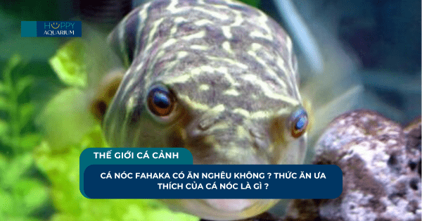 Cá Nóc Fahaka Có Ăn Nghêu Không ? Thức Ăn Ưa Thích Của Cá Nóc Là Gì ?