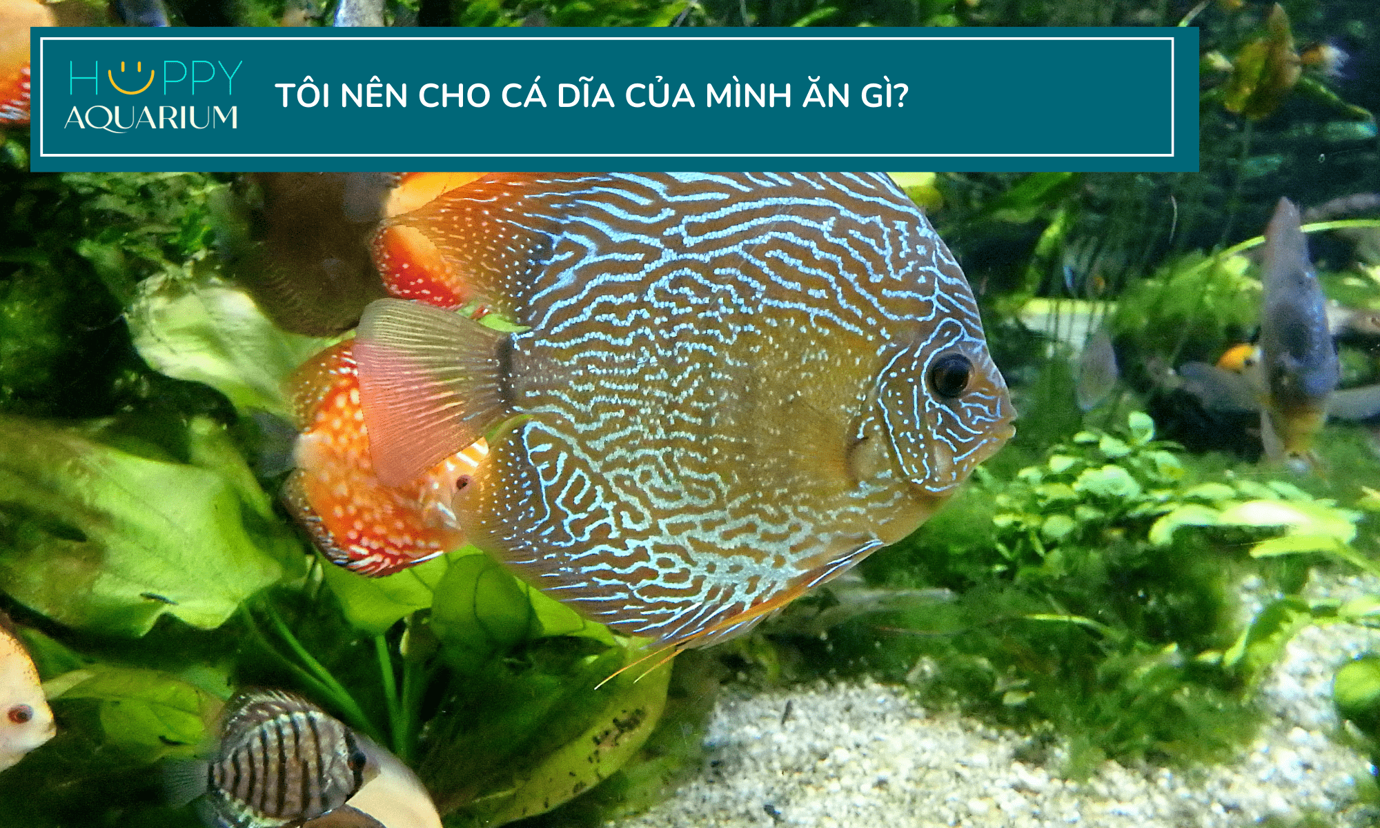 Cá Dĩa Ăn Thức Ăn Gì? Cẩm Nang Dinh Dưỡng Chi Tiết Cho Cá Dĩa