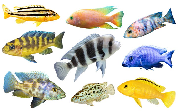 Cá Ali Thái (African Cichlids)