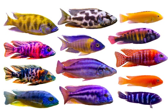 Cá Ali Thái (African Cichlids)