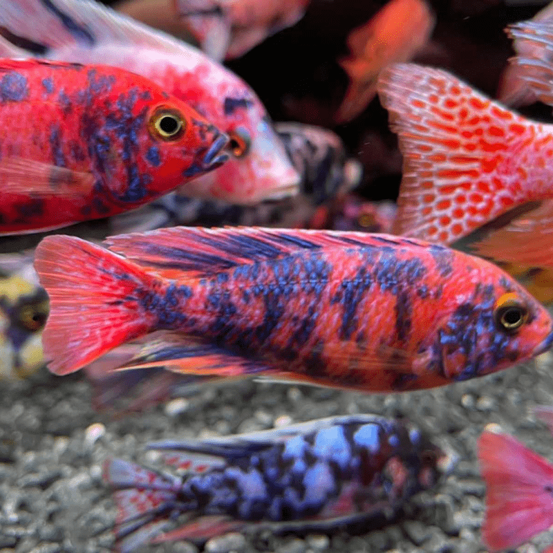 Cá Ali Thái (African Cichlids)