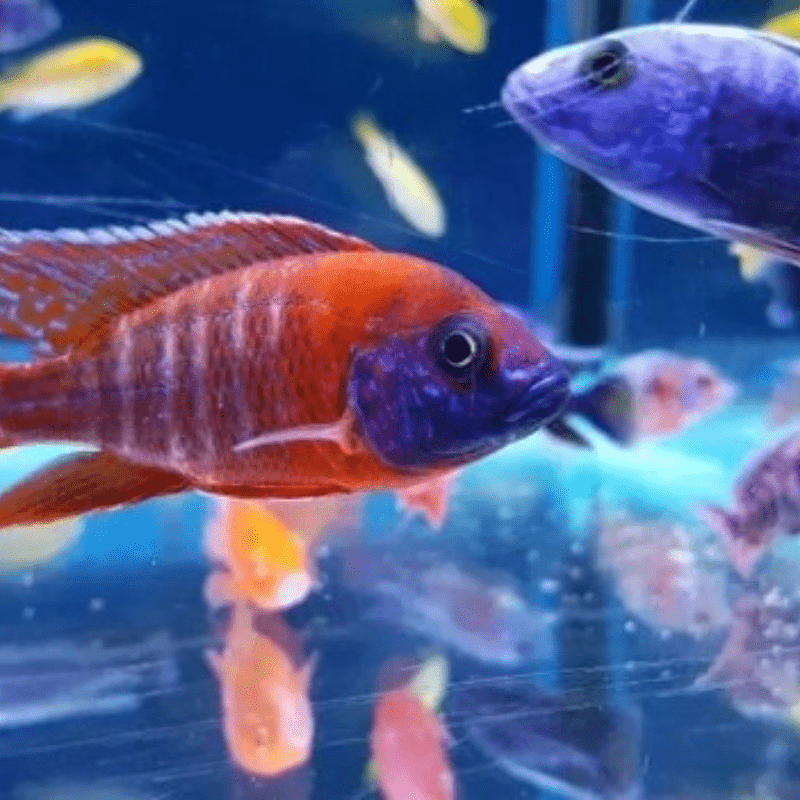 Cá Ali Thái (African Cichlids)