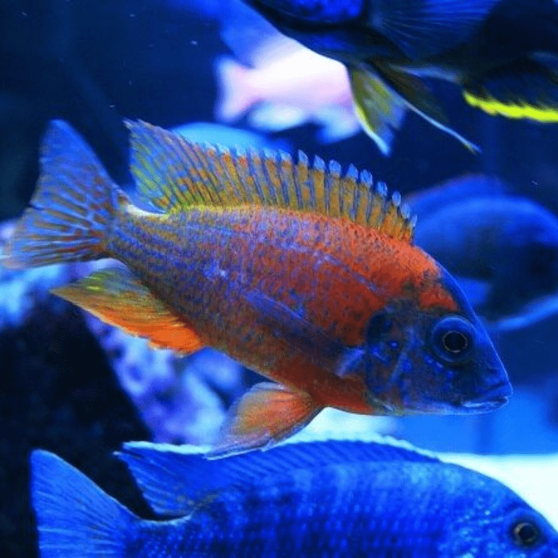 Cá Ali Thái (African Cichlids)