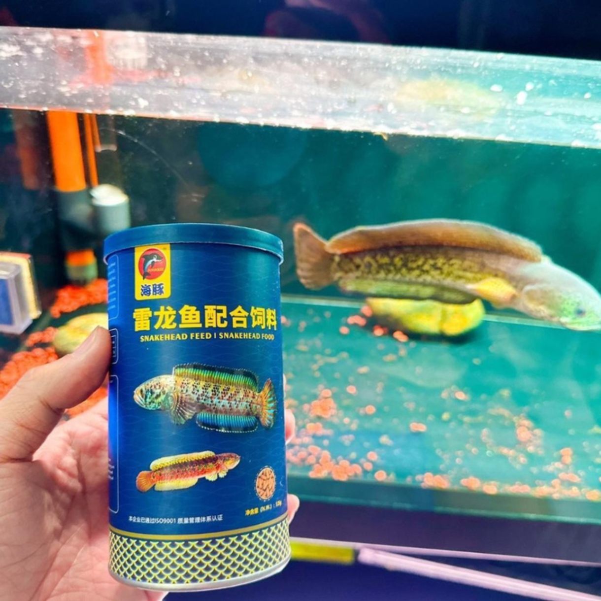 Cám Cá Lóc Porpoise 125g - Thức Ăn Cá Lóc Cảnh Giúp Lên Màu Cá, Tăng Màu Sắc, Bóng Vảy, Đậm Vạch