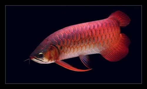 Tranh 3D hồ cá Rồng - Bể anh Long Quảng Bình
