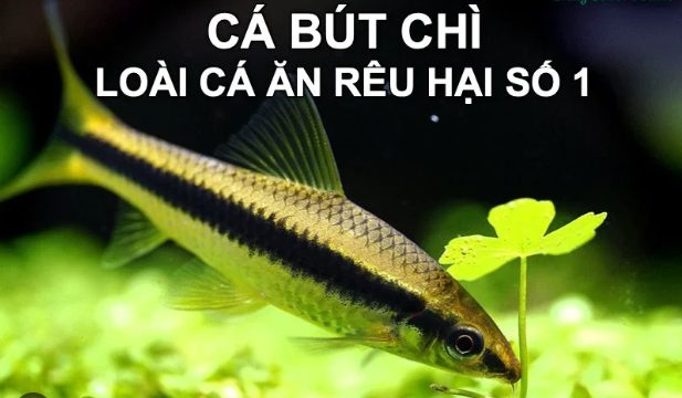 Cá Bút Chì - chuyên ăn rêu tảo hại hồ cá