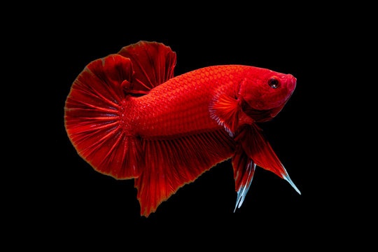 Cá Betta Full Red Đuôi Ngắn Thái Nhập